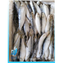 frozen pacific sardine size30-40